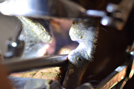 使用研磨机和嘴门的马牙近距离治疗不锈钢金属银色哺乳动物马舌教育牙医舌头手指手套图片