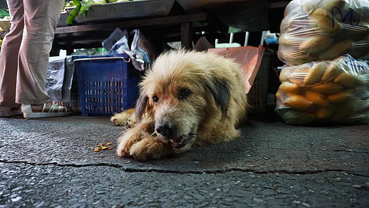 城里的好流浪狗 喂狗宠物市场帮助犬类哺乳动物眼睛孤独小狗流浪流浪汉图片