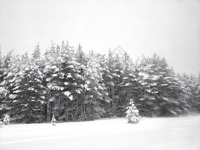 冬季风景 冬季梯子上覆满白雪的冬天梯子 积雪中的树木房子季节场景城市太阳国家暴风雪村庄痕迹降雪图片