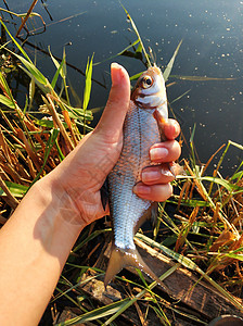 渔夫手里握着一条刚从河里拉出来的鱼 (笑声)图片