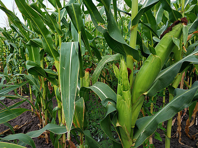 Cornfield 玉米的绿茎 村里的农业环境阳光太阳叶子麦田蔬菜生长植物地平线农村图片