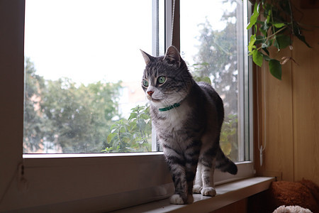一只灰猫站在窗台上 望着窗外窗户动物毛皮哺乳动物宠物眼睛猫咪爪子头发血统图片