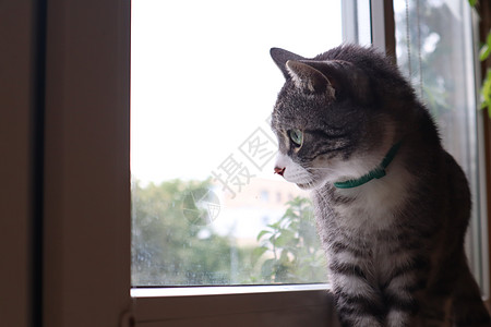 一只灰猫站在窗台上 望着窗外血统头发窗户猫咪爪子哺乳动物动物小猫眼睛猫科图片