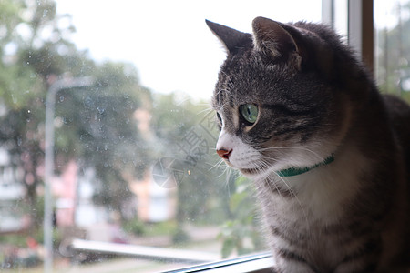 一只灰猫站在窗台上 望着窗外窗户动物血统毛皮耳朵哺乳动物宠物爪子晶须小猫图片