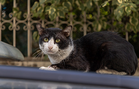 这只可爱的猫坐在小卡车屋顶上 直视着摄像机看得一清二楚头发街道城市公园小猫动物毛皮孤独猫科生活图片