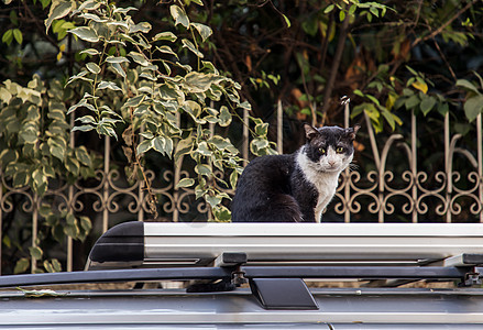 这只可爱的猫坐在小卡车屋顶上 直视着摄像机看得一清二楚生活朋友们猫科公园宠物小猫毛皮头发猫咪眼睛图片