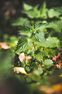 特写纹理 愈合医疗设备 并修补治疗设备感染植物学地面排渣膀胱药品植物群绿色叶子生活方式图片