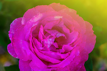 红花的芽色 玫瑰特写 春初叶子绿色庆典粉色花束植物群花瓣白色植物图片