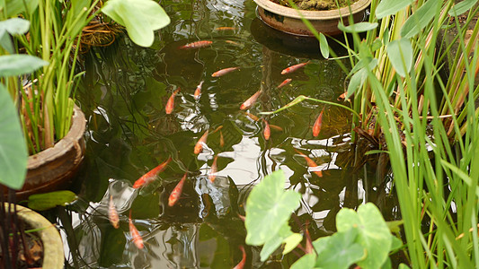 天然绿化背景 充满活力的五颜六色的日本锦鲤鱼在传统的花园湖泊或池塘中游泳 中国花式鲤鱼在水面下 东方财富和好运的象征天堂金鱼植物图片