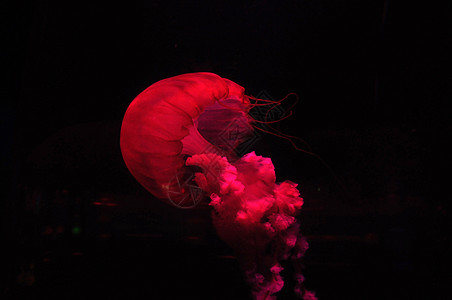 黑色背景上闪亮红色的巨型水母游动 黑暗中明亮的红水母图片