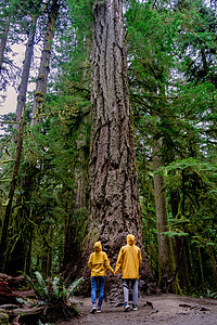 加拿大温哥华岛 公园温哥华岛加拿大森林 有巨大的道格拉斯树 人们穿着黄色雨衣 雨衣 雨林和巨大的树林大教堂旅行者旅游女士女性蜜月图片