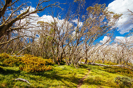 夏季骑牛漫步和自行车车道步道远足高地植被假期丛林丘陵爬坡衬套国家图片