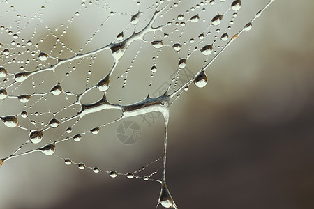 一个带水滴的大蜘蛛网网络飞沫蜘蛛花园昆虫陷阱丝绸猎物食物图片