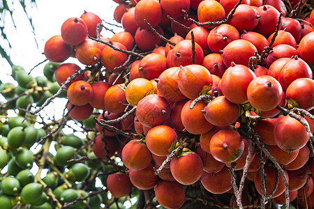 阿雷卡坚果棕榈 贝特尔核糖 全部成群结队并挂在地上花园植物植物学叶子草本水果草本植物热带团体收获图片