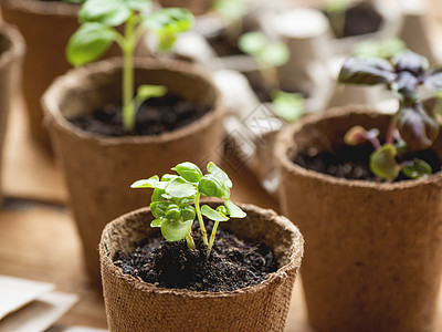 木桌上可生物降解的花盆中的罗勒幼苗 泥炭盆中的绿色植物 在小盆中播种的幼苗 农业幼苗托盘地面发芽生态宏观脆弱性温室栽培乡村环境园图片