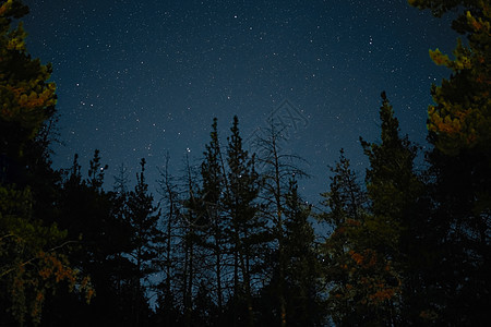 银河从松树上升起 在林地的月亮之夜星座森林宇宙黑暗天空蓝色星光星系乳白色星云图片