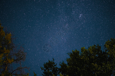 银河从松树上升起 在林地的月亮之夜星光科学蓝色树木银河系乳白色星座黑暗星系天文学图片