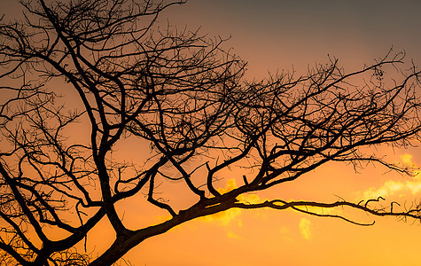 剪影光秃秃的树和夕阳的天空 在金色的日落天空背景上的死树 宁静祥和的景象 美丽的树枝图案 自然之美 夏季旱地 傍晚的天空墙纸橙子背景图片