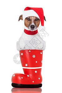 红圣马鞋里的圣诞狗婴儿季节小狗快乐宠物礼物猎犬玻璃幽默庆典图片
