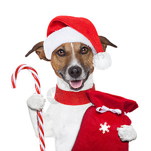 圣诞狗解雇传统糖果展示毛皮小狗庆典猎犬犬类假期图片
