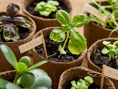 木桌上可生物降解的花盆中的罗勒幼苗 泥炭盆中的绿色植物 在小盆中播种的幼苗 薄荷和火箭的农业幼苗沙拉乡村爱好地球桌子栽培植物脆弱图片