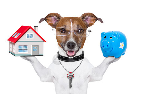 一条大条狗宠物投资小狗抵押贷款住房建造建筑犬类公寓图片