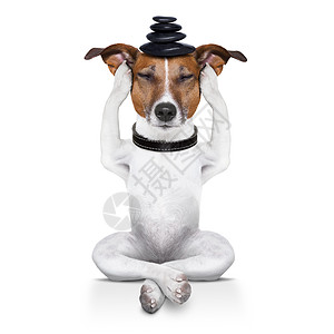 瑜伽狗温泉身体呼吸平衡思考活力治疗自由运动宠物图片