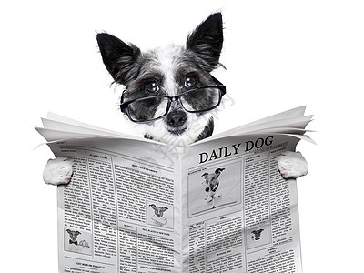 狗狗报纸出版物宠物快乐爪子商业文档杂志标题打印金融图片