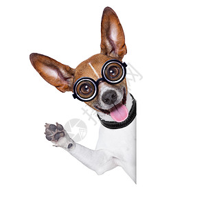 愚蠢的疯狗漫画眼镜喜剧动物海报男人乐趣小狗情感宠物图片