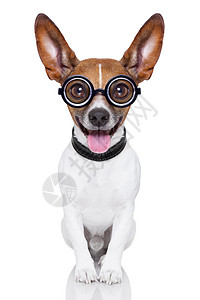愚蠢的疯狗海报眼镜横幅小狗标语震惊喜剧漫画情感眼睛图片