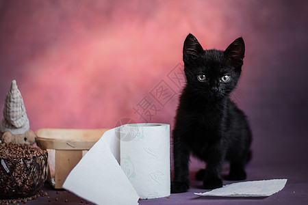 黑色的小黑猫在黑暗的抽象背景上 和卫生纸特写 万圣节图片