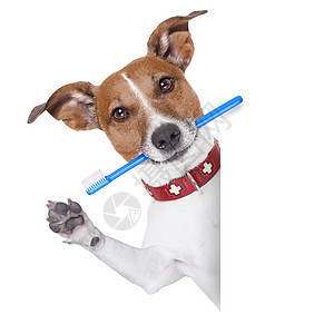牙刷狗刷子牙线牙膏牙齿温泉卫生海报微笑牙科空腔图片