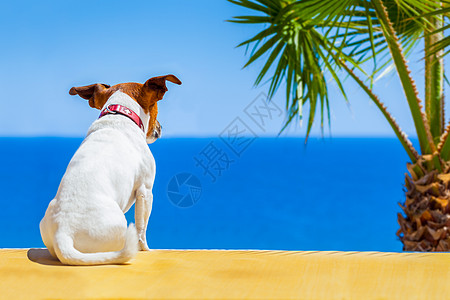 观狗狗孤独动物宠物支撑晴天天堂手表海洋寂寞场景图片
