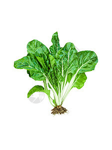 分离的绿色瑞士甜菜或带根的银甜菜整株植物 用于健康食品的可食用生菜图片