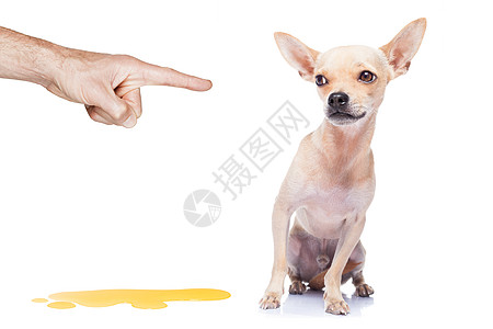 狗小便房子手指动物学习惩罚小狗猎犬教育火车地面图片