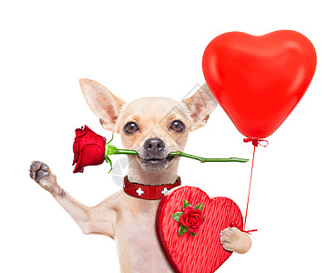 男仆狗巧克力气球猎犬糖果盒子生日玫瑰假期忠诚蜜月图片