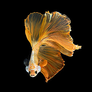 Betta 鱼的特写艺术运动 黑色背景中孤立的暹罗斗鱼 美术设计理念水族馆动物连体尾巴橙子芨芨草热带斗争流行音乐奢华图片
