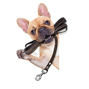 皮带狗准备散步学习控制板皮革木板宠物朋友海报小狗哈巴狗训练图片