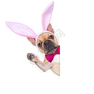 兔子复活节耳朵做卡片黑板假期标语节日乐趣派对宠物戏服小狗图片