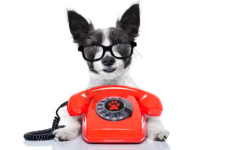 背后说话电话里的狗狗中心小狗猎犬商业工人拨号热线古董横幅宠物背景