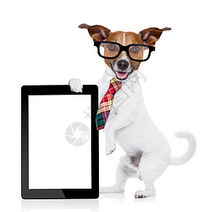 商务人士狗狗手提箱猎犬互联网经理网络药片展示屏幕眼镜网站图片