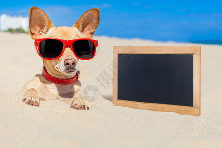 狗埋在沙里假期游客闲暇太阳黑板木板海滩玩具海报乐趣图片