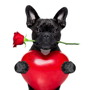 情人节的玫瑰狗猎犬情人朋友假期约会惊喜忠诚宠物周年玫瑰图片