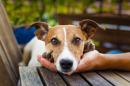 养宠狗的自所有者疾病男人伴侣友谊卫生感情忠诚猎犬小狗夫妻图片