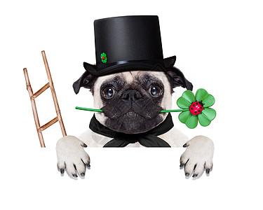 新年夜狗狗周年假期梯子横幅黑板问候语三叶草海报标语纪念日图片