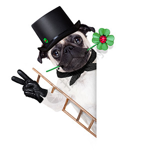 新年夜狗狗框架海报迷信烟囱护符庆典三叶草纸板横幅运气图片
