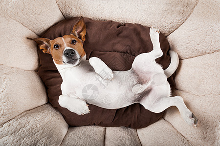 睡觉或休息的狗宠物发烧卧室枕头小憩说谎温度宿醉午休幸福图片