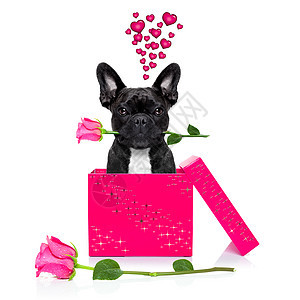 情人节爱病狗生日周年惊喜蜜月约会盒子礼物玫瑰忠诚小狗图片