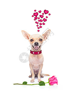 情人节爱病狗纪念日朋友宠物假期生日友谊情人周年玫瑰小狗图片