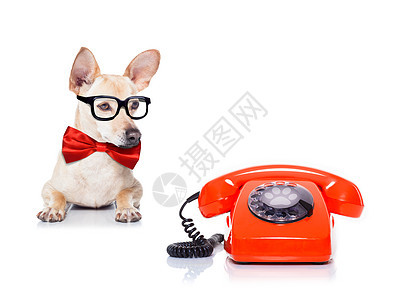 狗电话办公室宠物讲话细胞横幅海报拨号猎犬眼镜秘书图片